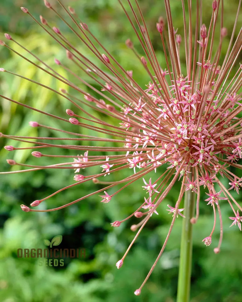 Allium Schubertii Flower Seeds Premium Quality For Unique And Stunning Garden Planting Seeds