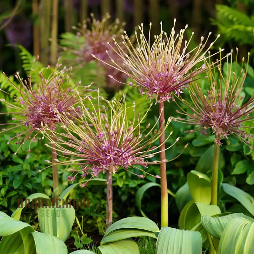 Allium Schubertii Flower Seeds Premium Quality For Unique And Stunning Garden Planting Seeds