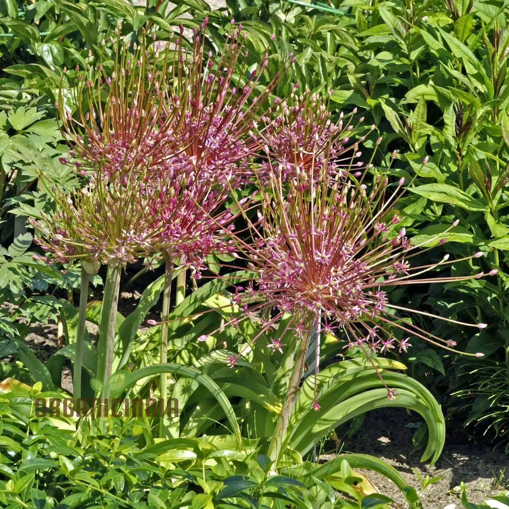 Allium Schubertii Flower Seeds Premium Quality For Unique And Stunning Garden Planting Seeds