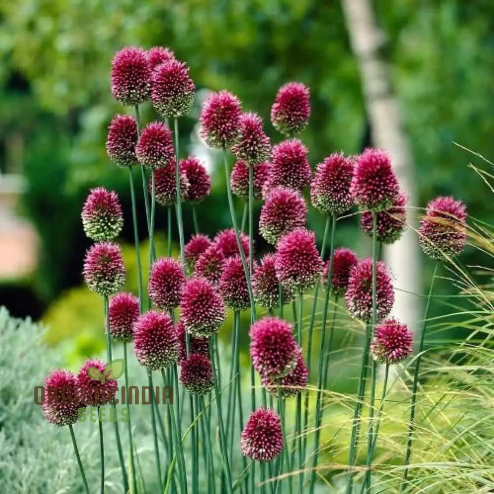 Allium Sphaerocephalon Flower Seeds For Planting Premium Quality Garden Blooms Seeds