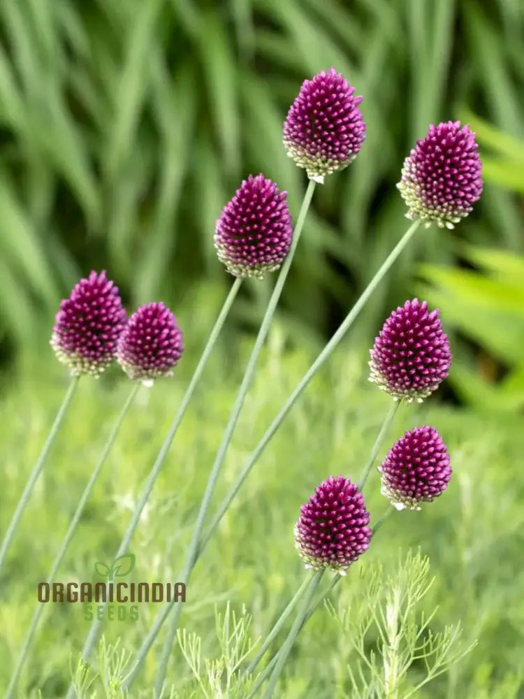 Allium Sphaerocephalon Flower Seeds For Planting Premium Quality Garden Blooms Seeds