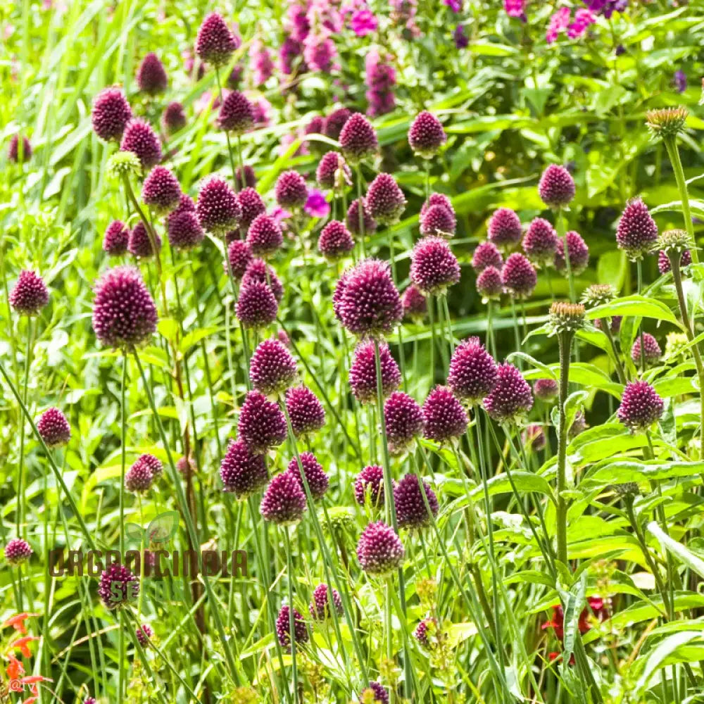 Allium Sphaerocephalon Flower Seeds For Planting Premium Quality Garden Blooms Seeds