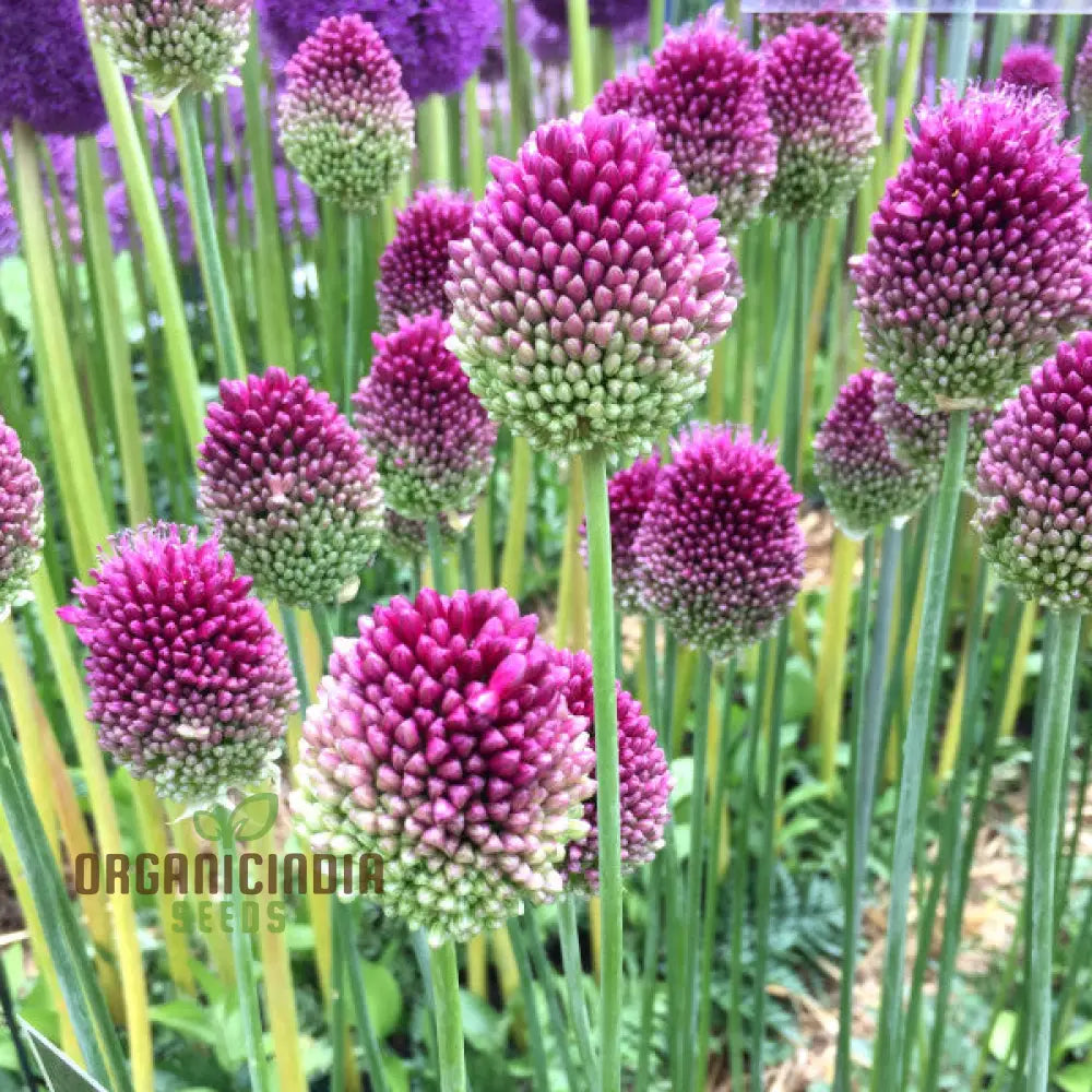 Allium Sphaerocephalon Flower Seeds For Planting Premium Quality Garden Blooms Seeds