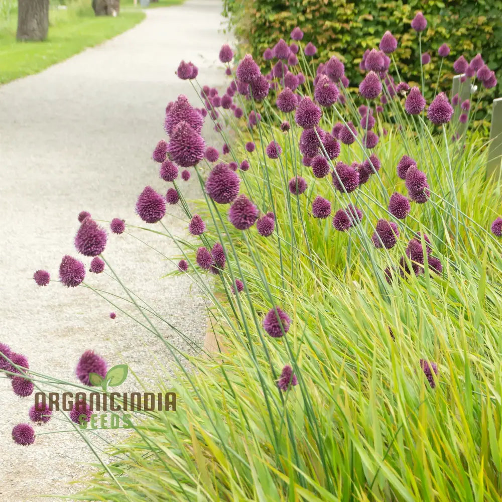 Allium Sphaerocephalon Flower Seeds For Planting Premium Quality Garden Blooms Seeds