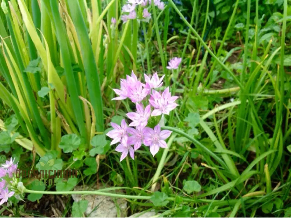 Allium Unifolium Flower Seeds For Planting Premium Quality Charming Garden Blooms Summer Seed Kit