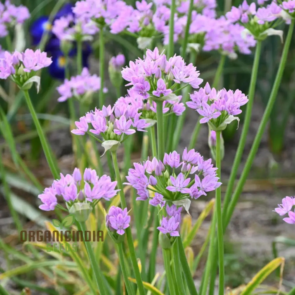 Allium Unifolium Flower Seeds For Planting Premium Quality Charming Garden Blooms Summer Seed Kit