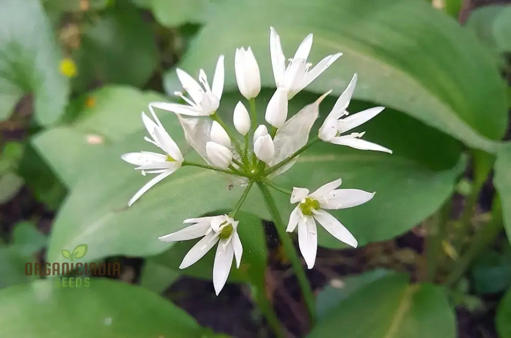 Allium Ursinum Flower Seeds For Planting Premium Quality Lush And Vibrant Gardens Seeds