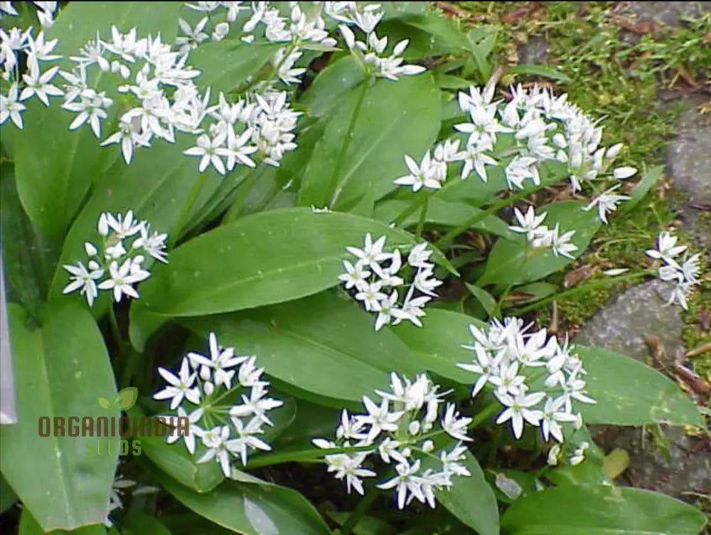 Allium Ursinum Flower Seeds For Planting Premium Quality Lush And Vibrant Gardens Seeds