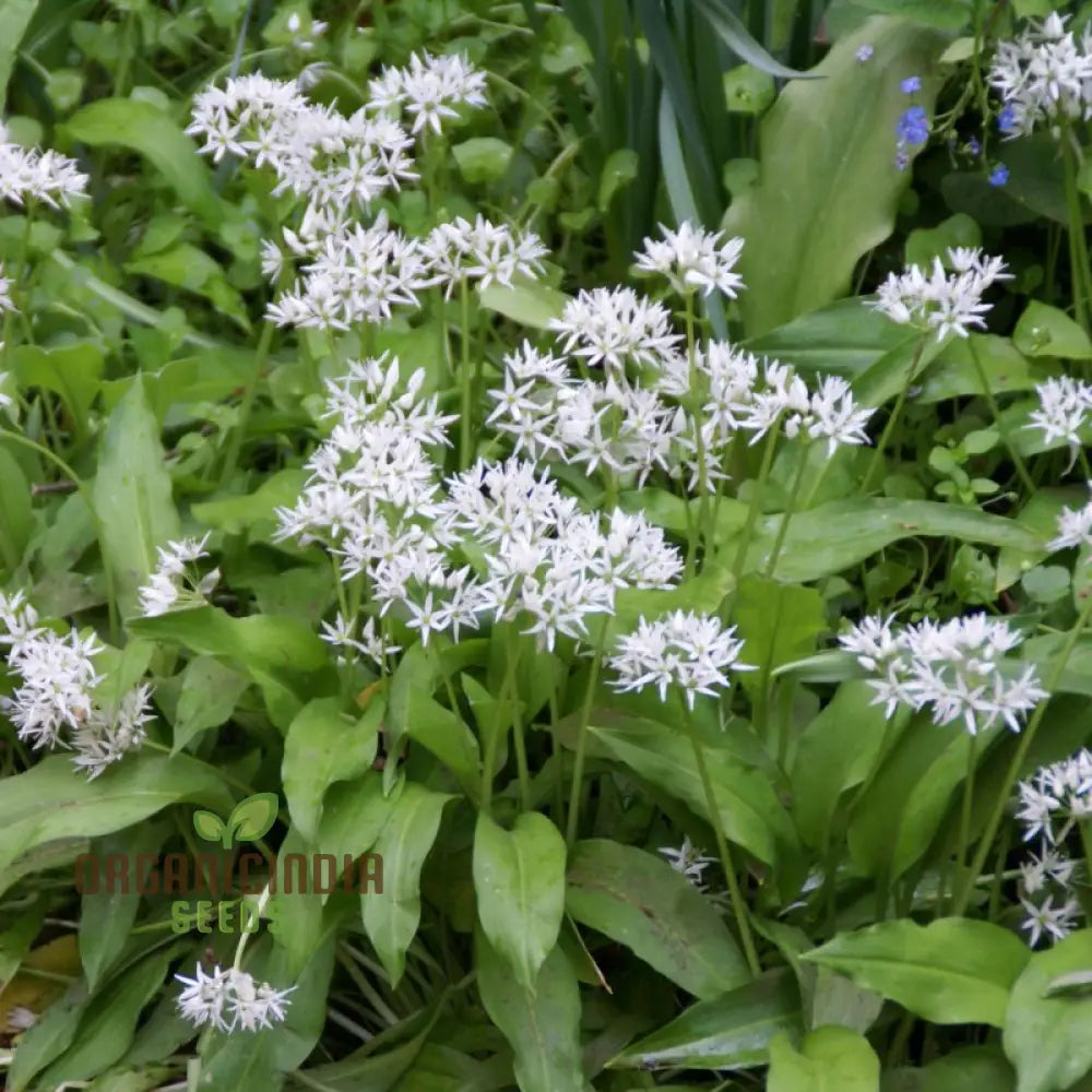 Allium Ursinum Flower Seeds For Planting Premium Quality Lush And Vibrant Gardens Seeds