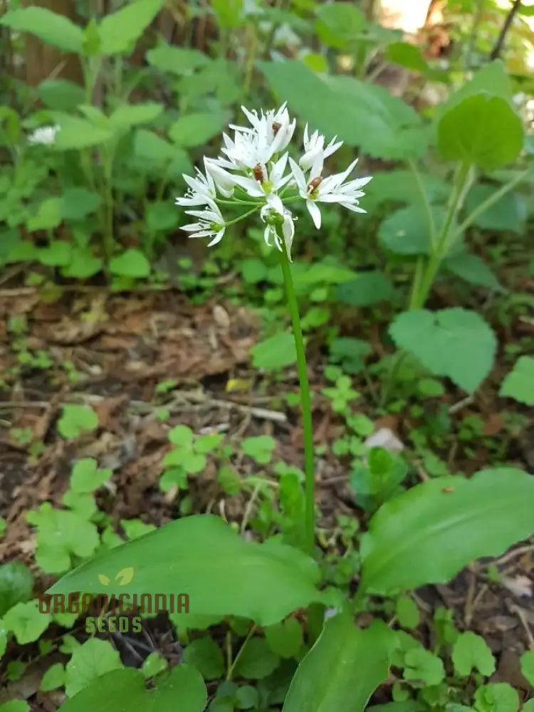 Allium Ursinum Flower Seeds For Planting Premium Quality Lush And Vibrant Gardens Seeds