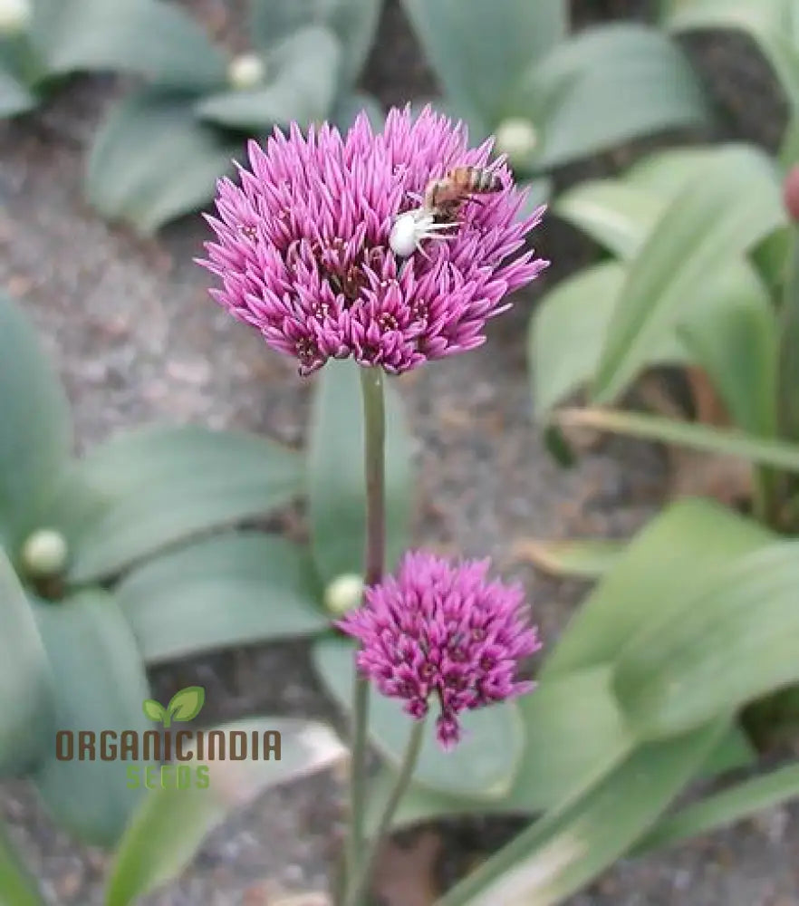 Allium Winklerianum Flower Seeds For Planting Premium Quality Elegant Gardens Seeds