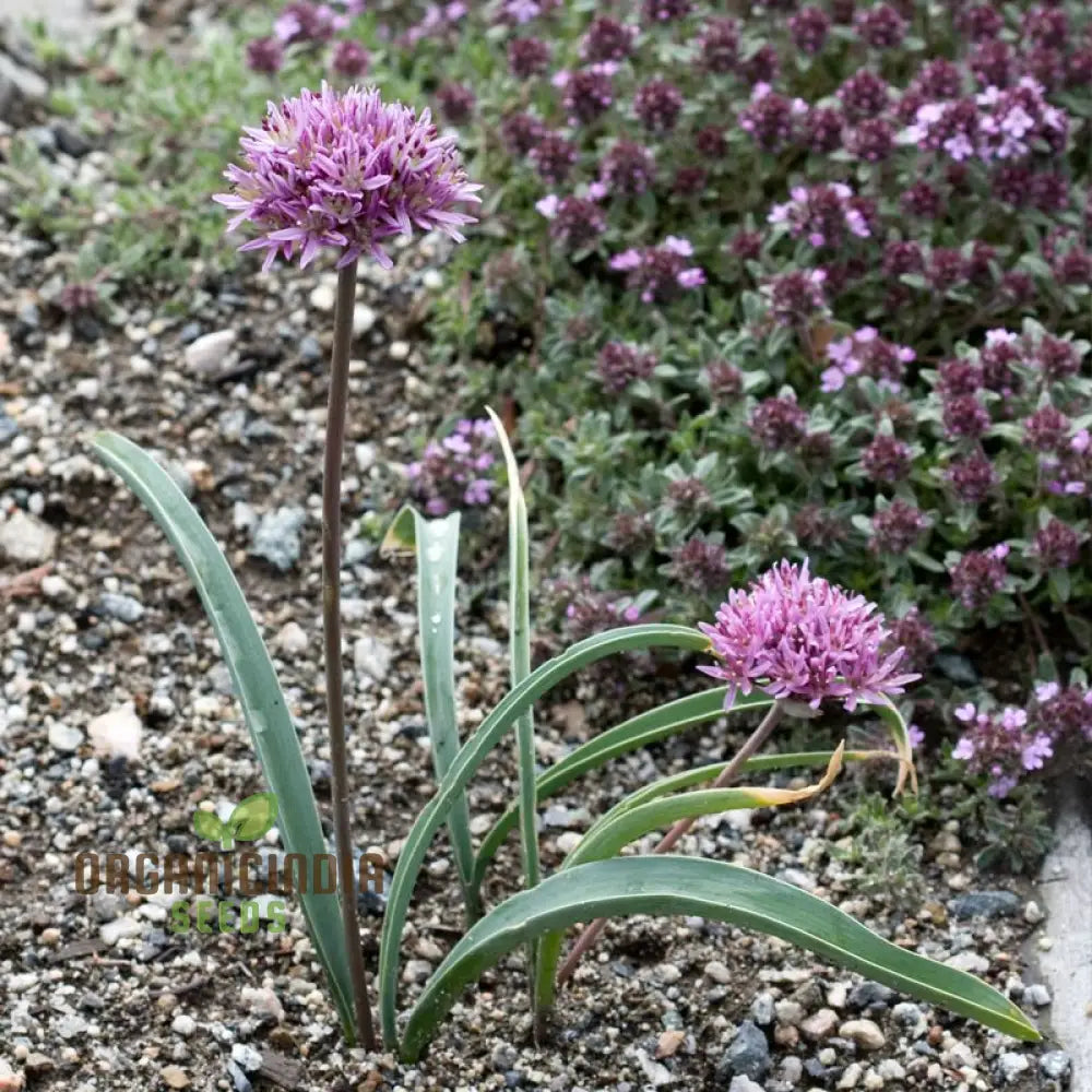 Allium Winklerianum Flower Seeds For Planting Premium Quality Elegant Gardens Seeds