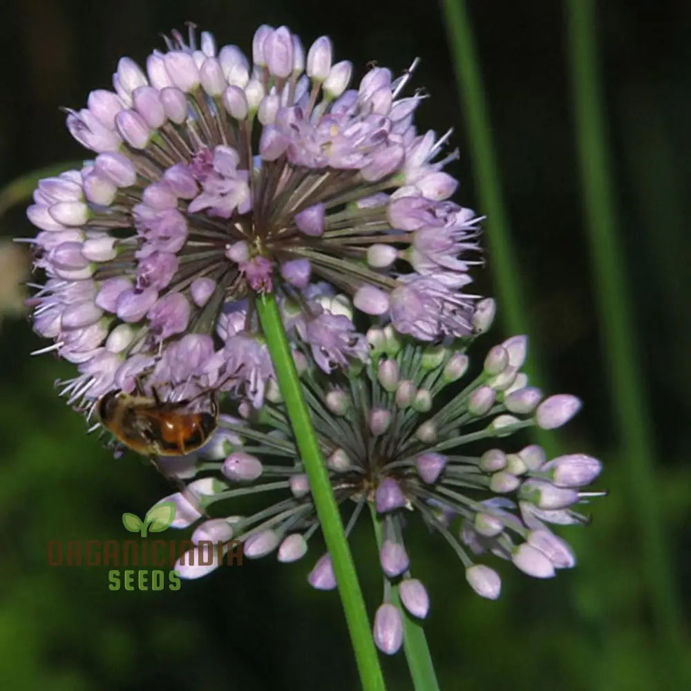 Allium Winklerianum Flower Seeds For Planting Premium Quality Elegant Gardens Seeds