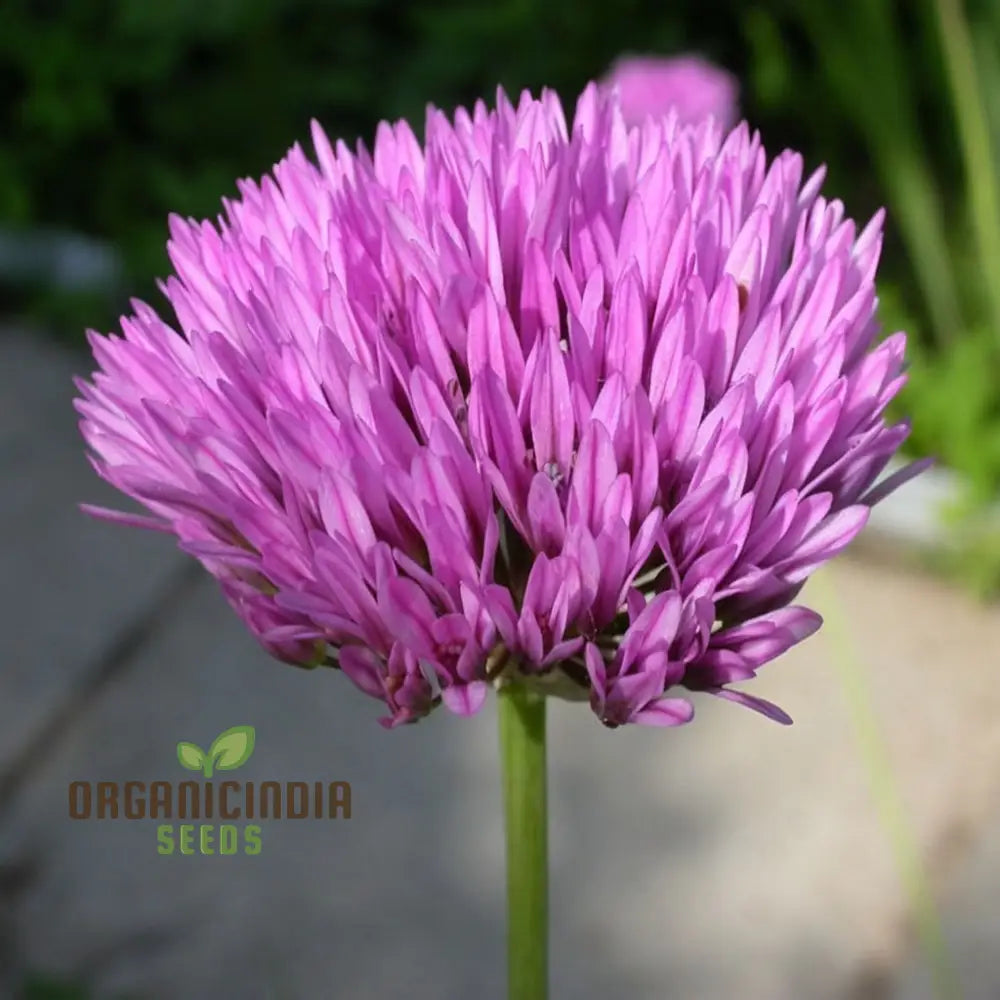 Allium Winklerianum Flower Seeds For Planting Premium Quality Elegant Gardens Seeds