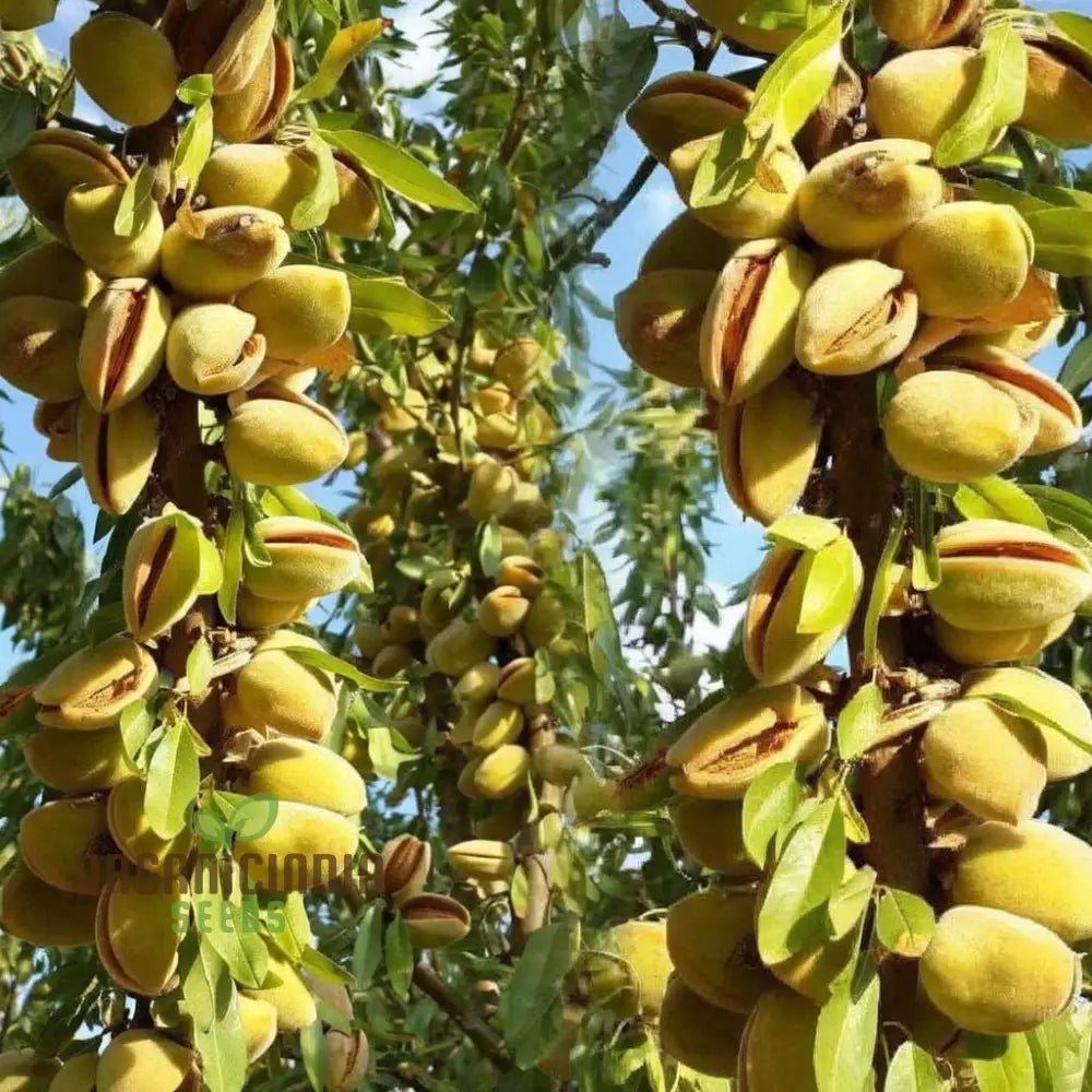 Almond (Badam) Tree Seeds Cultivate Nutrient-Rich Fruits With Expert Tips On Seed Selection And Care