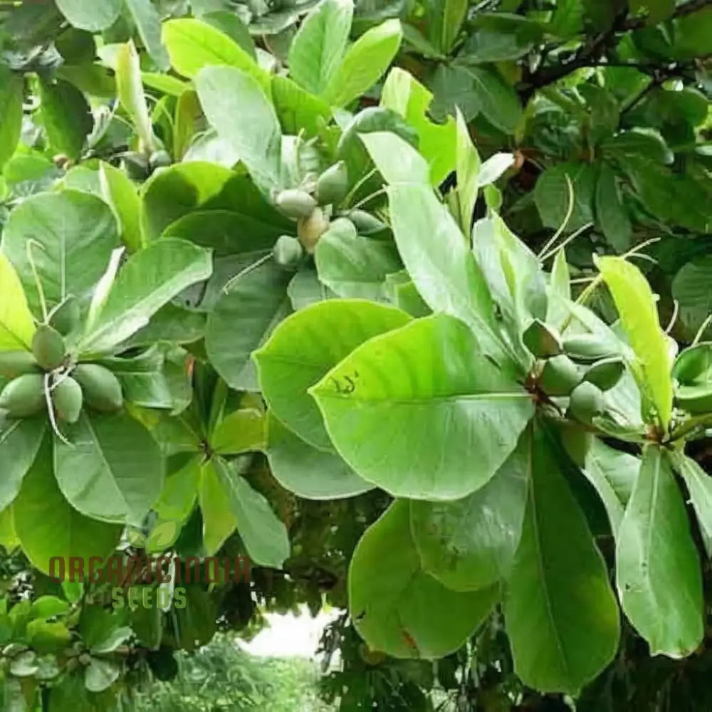 Almond (Badam) Tree Seeds Cultivate Nutrient-Rich Fruits With Expert Tips On Seed Selection And Care