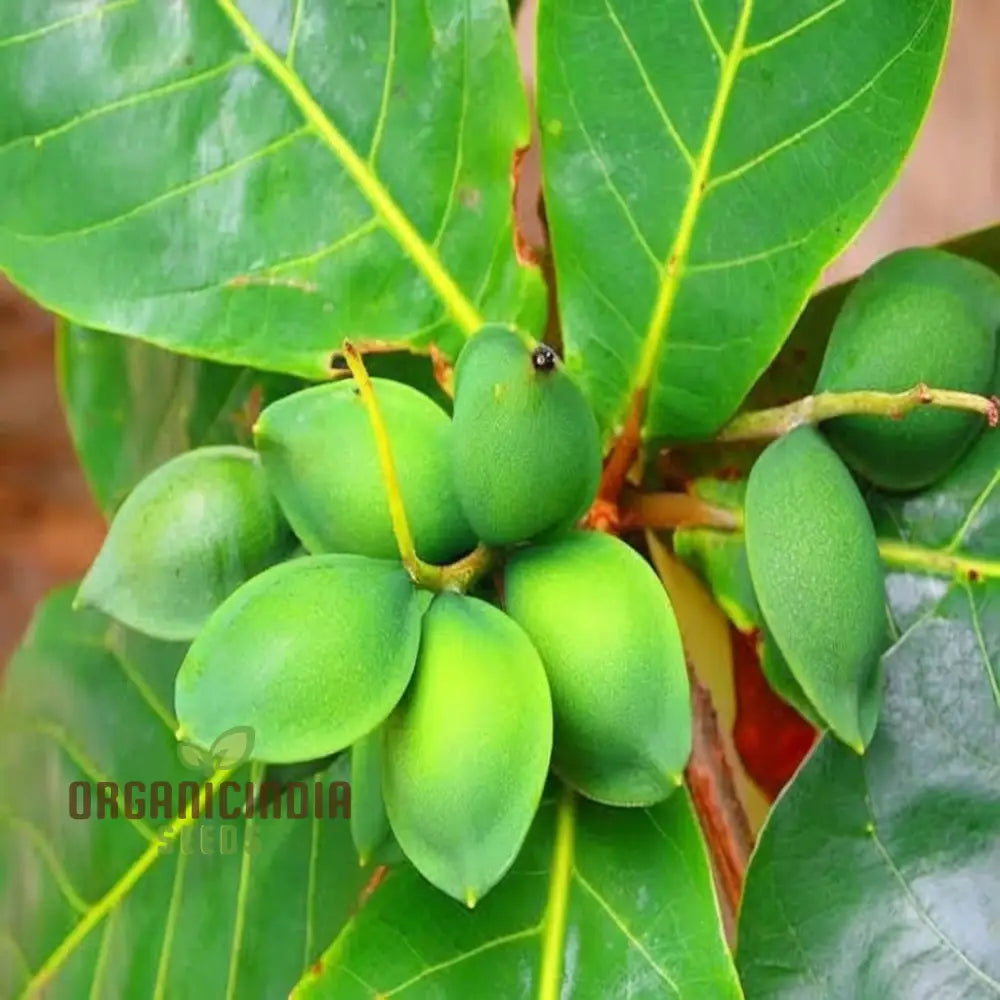 Almond (Badam) Tree Seeds Cultivate Nutrient-Rich Fruits With Expert Tips On Seed Selection And Care