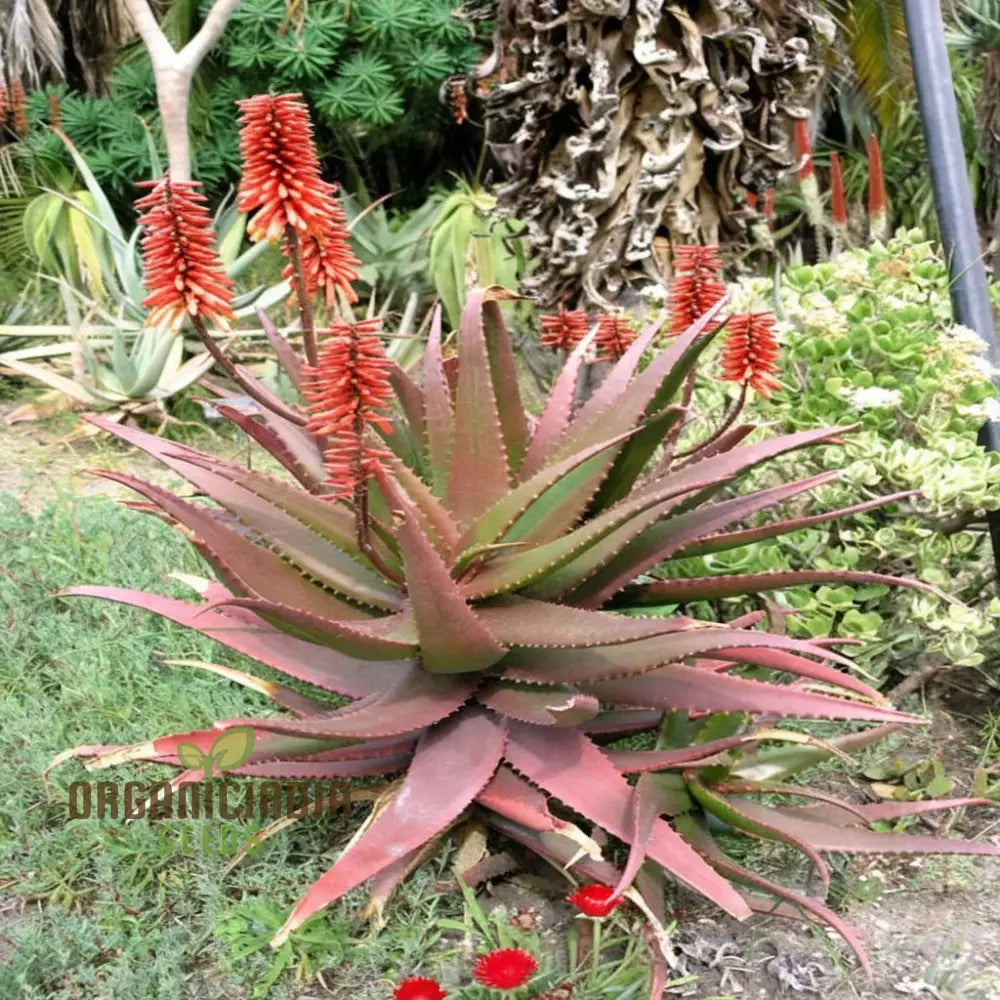 Aloe Cameronii Plant Seeds Elevate Your Garden With Vibrant Beauty Perfect For Planting And