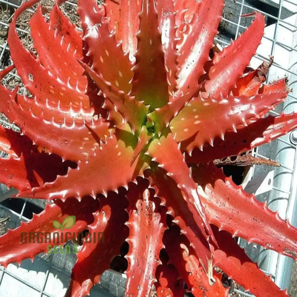 Aloe Cameronii Plant Seeds Elevate Your Garden With Vibrant Beauty Perfect For Planting And