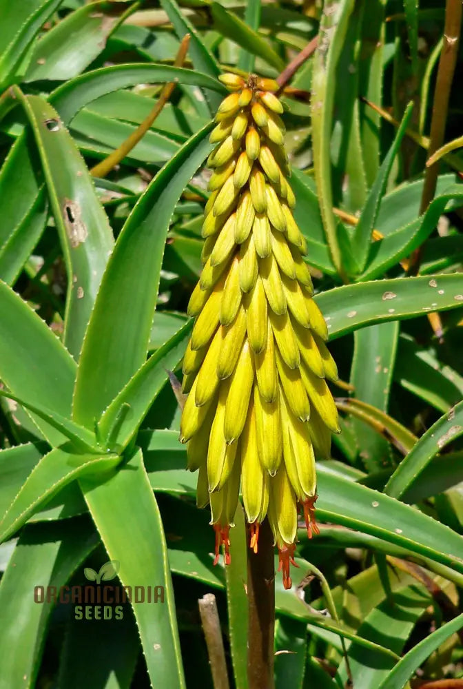 Aloe Striatula Flower Seeds For Planting Premium Quality Exotic And Resilient Gardens’ Seeds