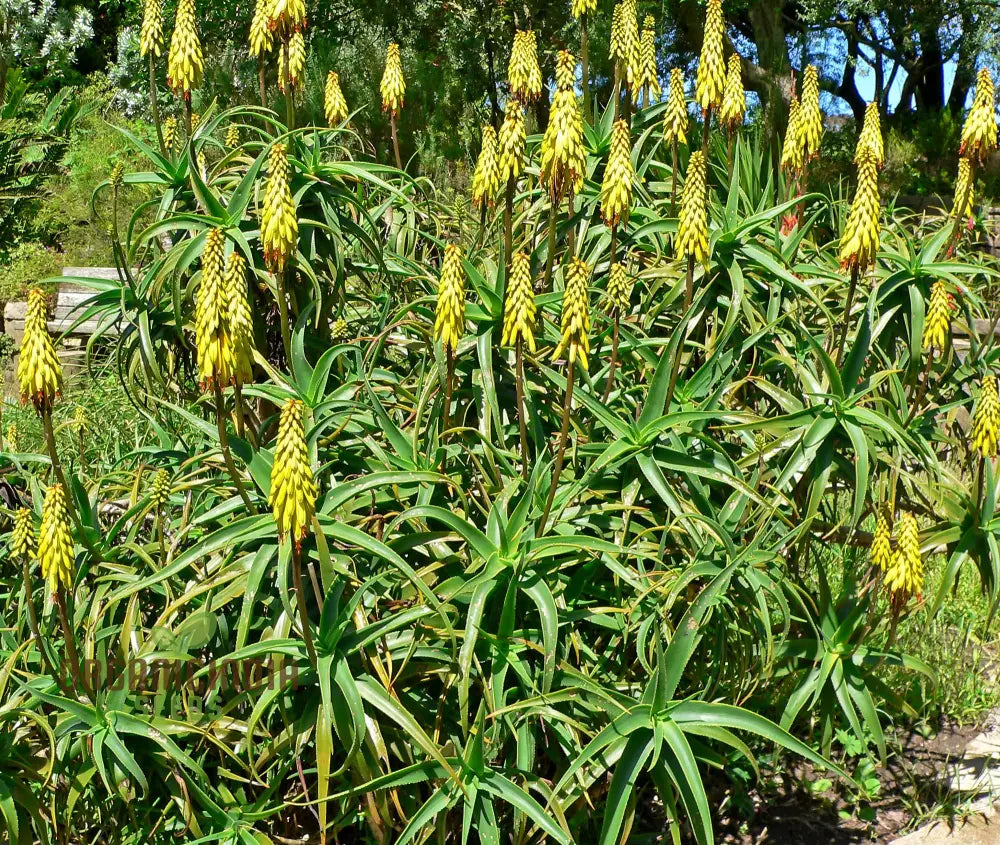 Aloe Striatula Flower Seeds For Planting Premium Quality Exotic And Resilient Gardens’ Seeds