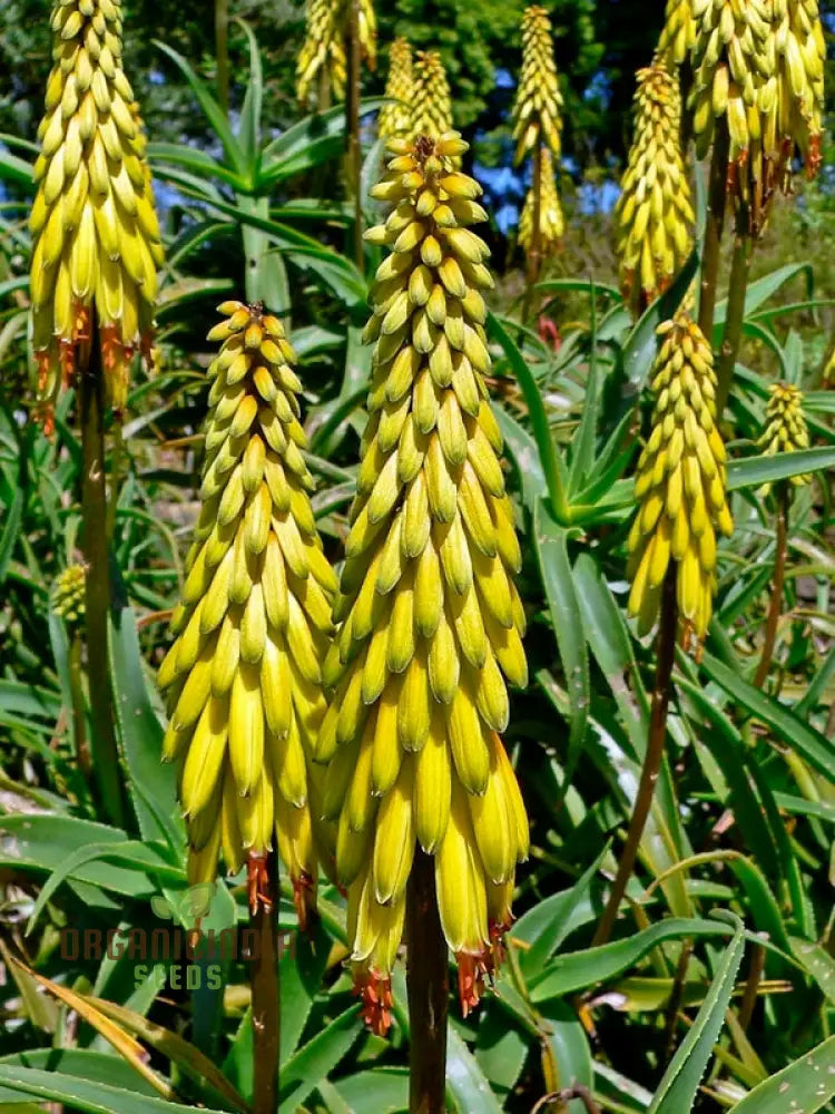 Aloe Striatula Flower Seeds For Planting Premium Quality Exotic And Resilient Gardens’ Seeds