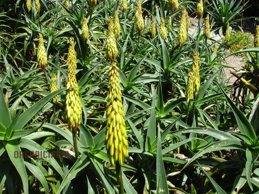 Aloe Striatula Flower Seeds For Planting Premium Quality Exotic And Resilient Gardens’ Seeds