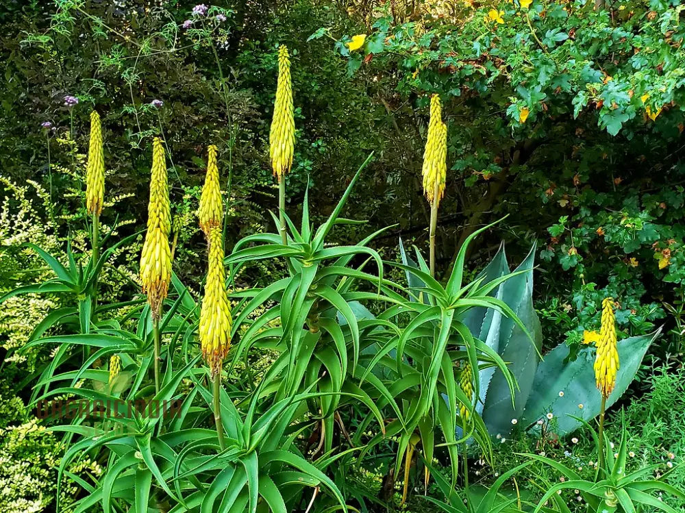 Aloe Striatula Flower Seeds For Planting Premium Quality Exotic And Resilient Gardens’ Seeds