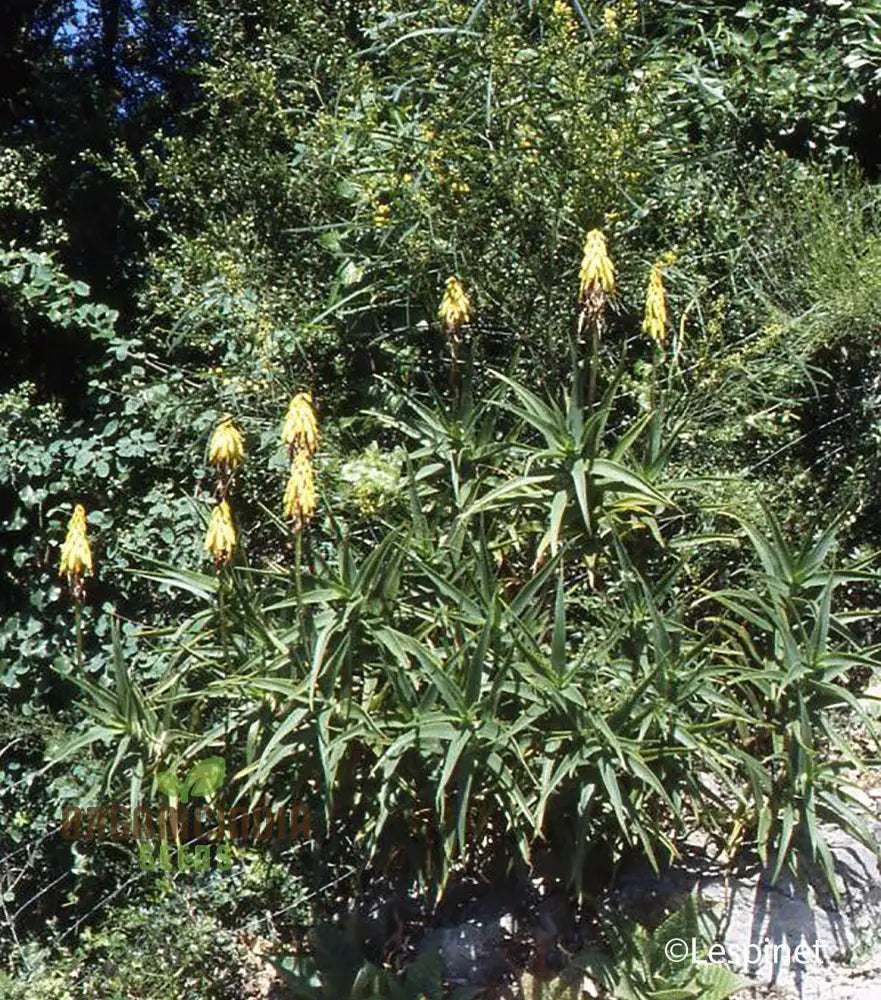 Aloe Striatula Flower Seeds For Planting Premium Quality Exotic And Resilient Gardens’ Seeds