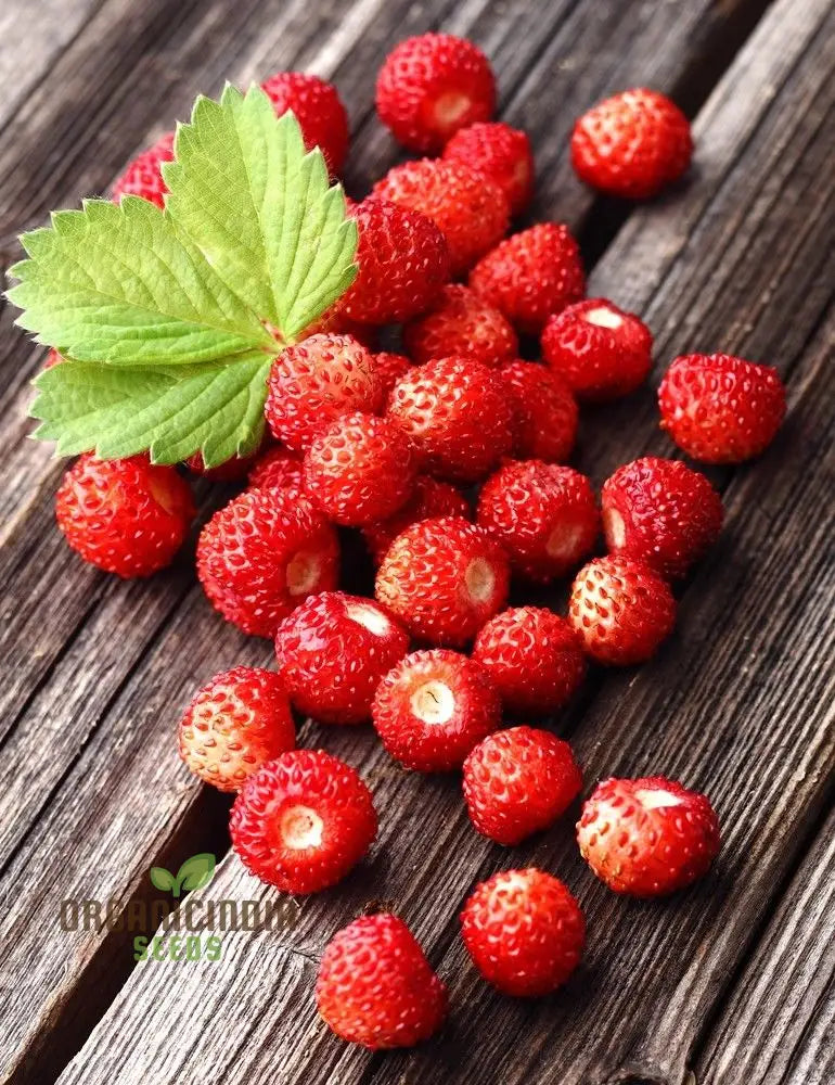 Alpine Alexandria Strawberry Fruit Seeds Planting And Gardening