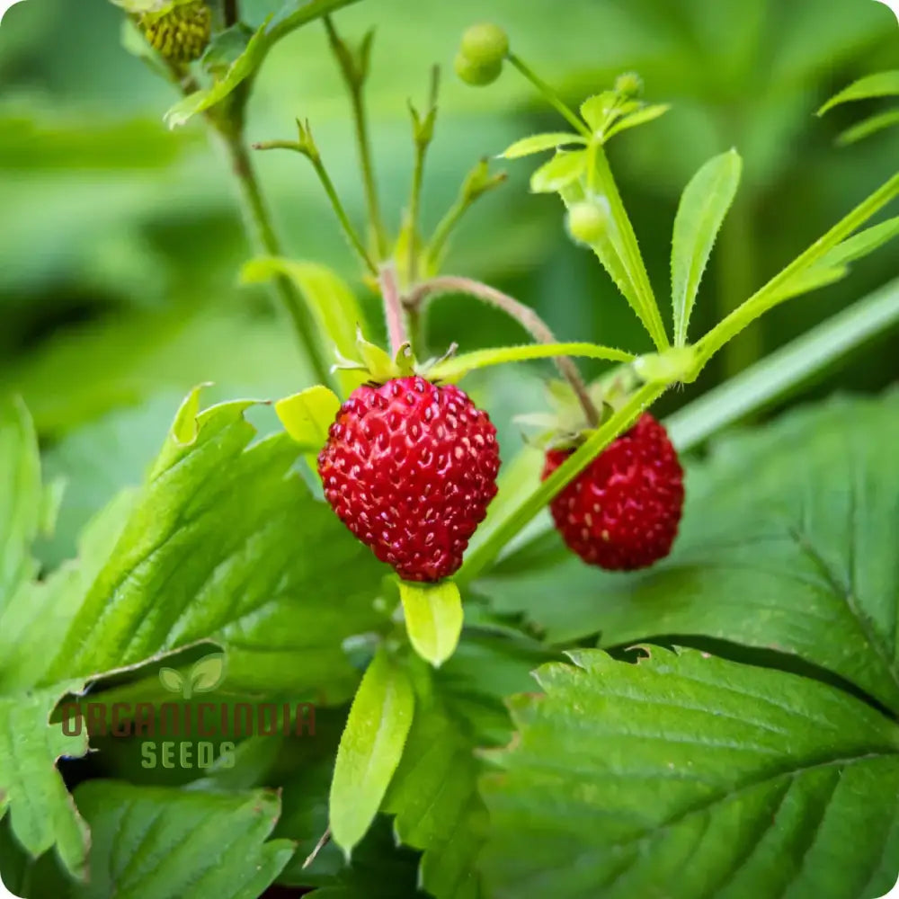 Alpine Alexandria Strawberry Fruit Seeds Planting And Gardening