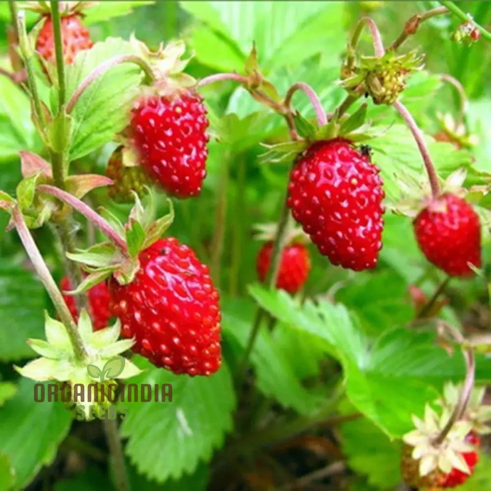 Alpine Alexandria Strawberry Fruit Seeds Planting And Gardening