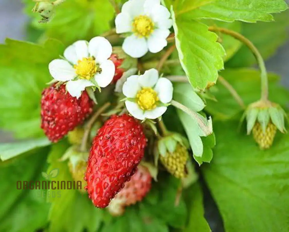 Alpine Alexandria Strawberry Fruit Seeds Planting And Gardening