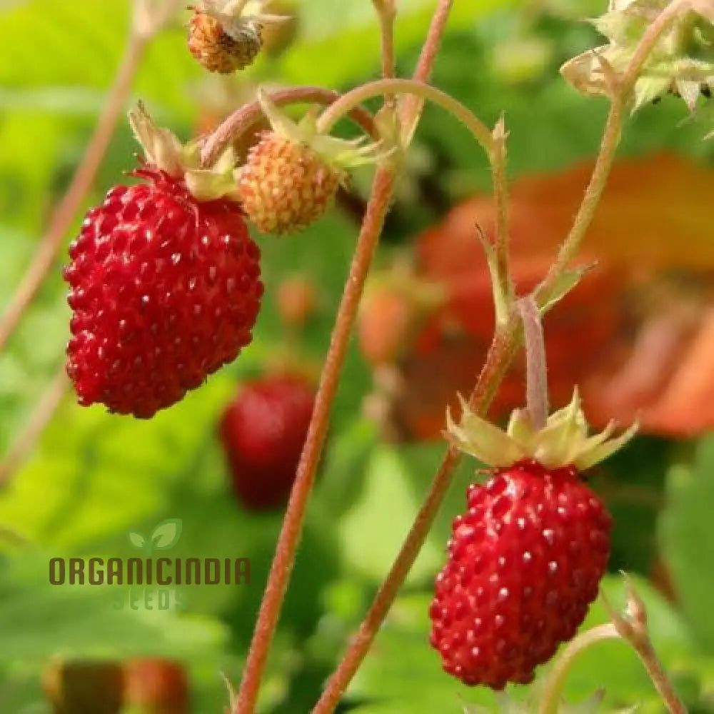 Alpine Alexandria Strawberry Fruit Seeds Planting And Gardening