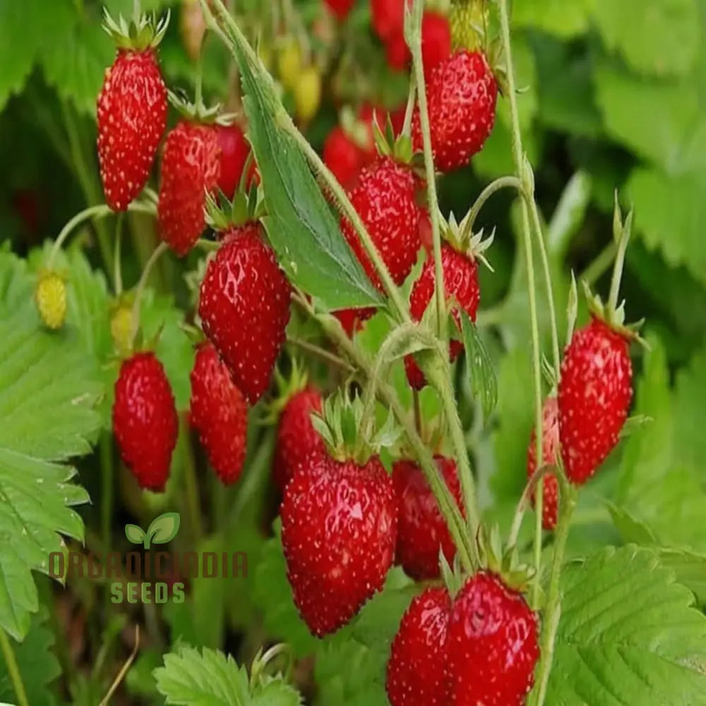 Alpine Strawberry Regina Planting And Gardening Seeds An In-Depth Guide To Growing This Delightful