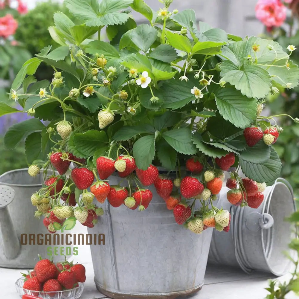 Alpine Strawberry Regina Planting And Gardening Seeds An In-Depth Guide To Growing This Delightful