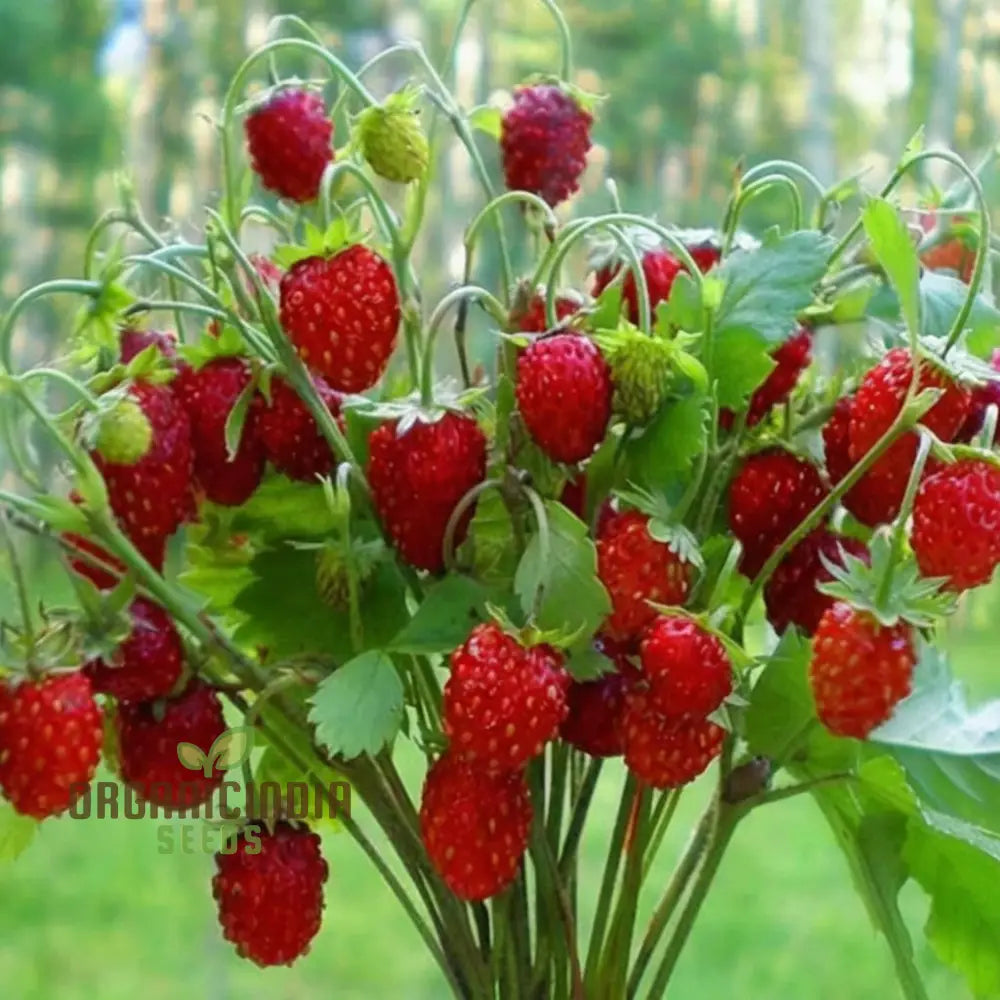 Alpine Strawberry Regina Planting And Gardening Seeds An In-Depth Guide To Growing This Delightful