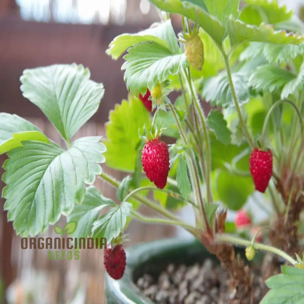 Alpine Strawberry Regina Planting And Gardening Seeds An In-Depth Guide To Growing This Delightful