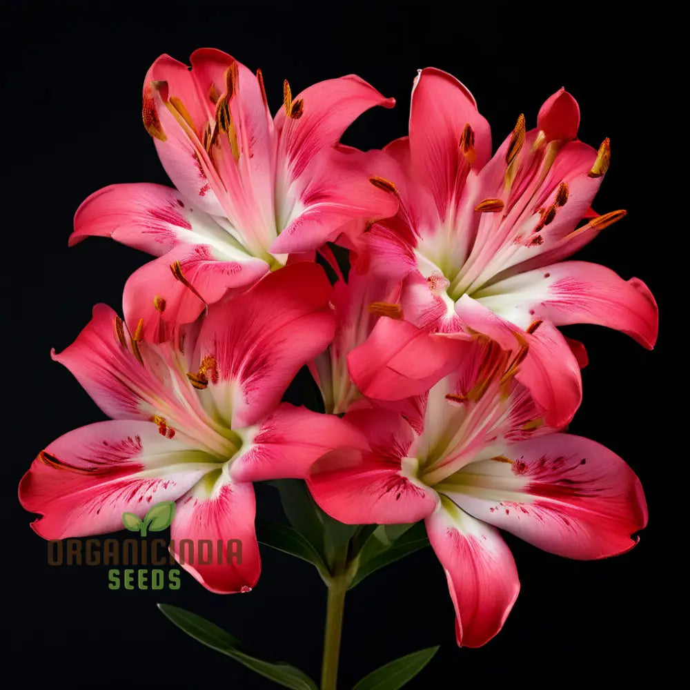 Alstroemeria Flower Seeds Add Colorful Blooms To Your Garden 500 Pcs Perennials