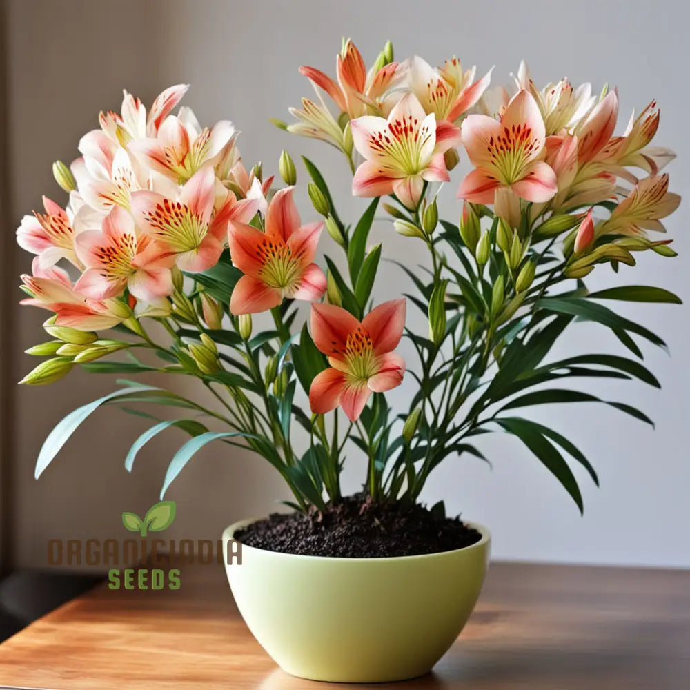 Alstroemeria Flower Seeds Add Colorful Blooms To Your Garden Perennials