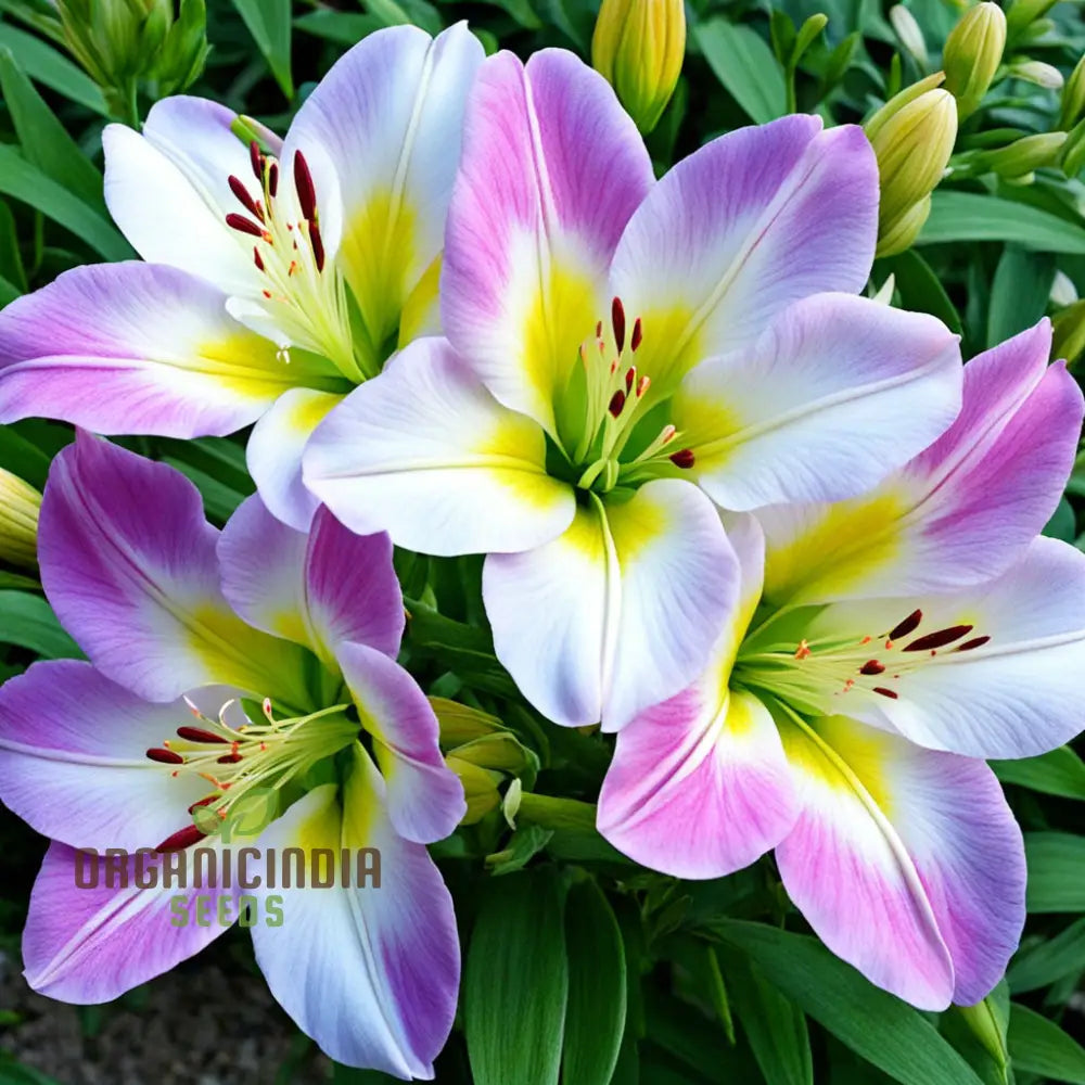 Alstroemeria Flower Seeds Add Colorful Blooms To Your Garden Perennials