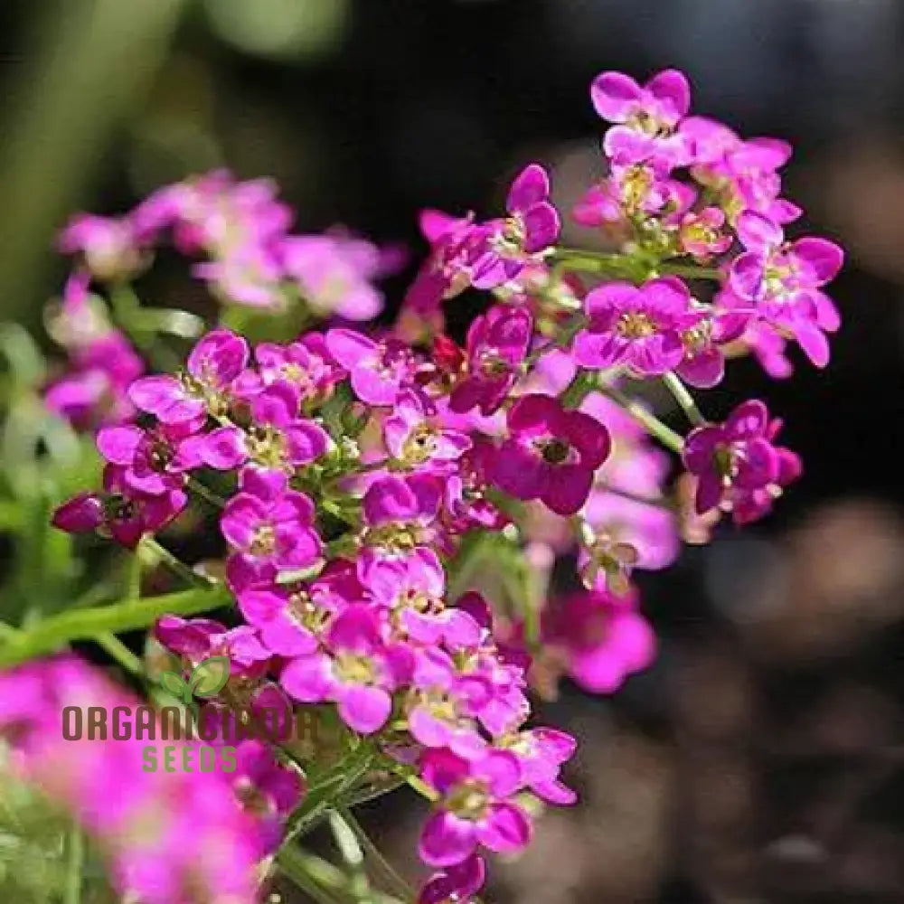 Alysium Rose-O-Day Rose Flower Seeds For Planting - Enhance Your Garden With These Exquisite Blooms