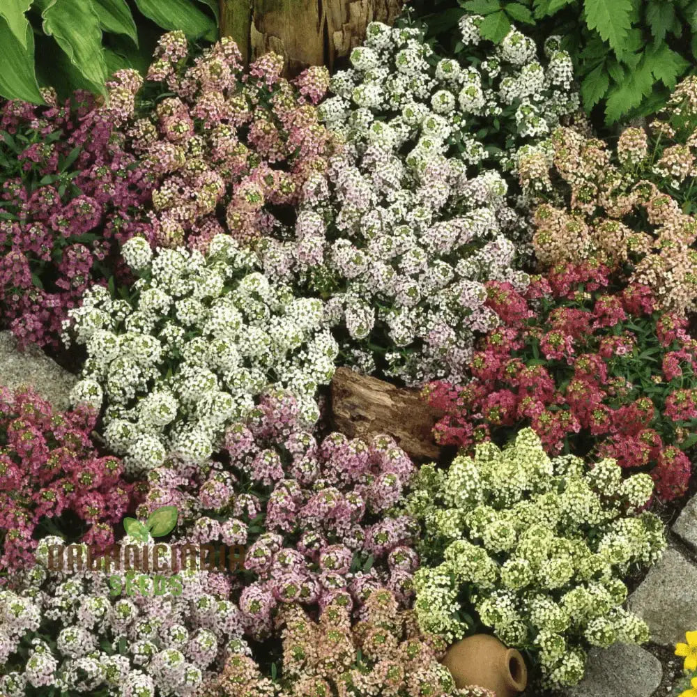 Alyssum Flower F1 Seeds For Gardening Enthusiasts Premium Quality Vibrant Gardens Perfect Home And