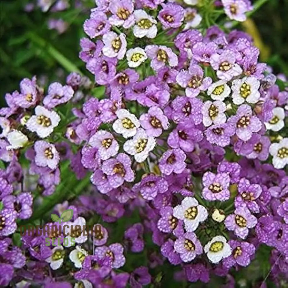 Alyssum Flower F1 Seeds For Gardening Enthusiasts Premium Quality Vibrant Gardens Perfect Home And