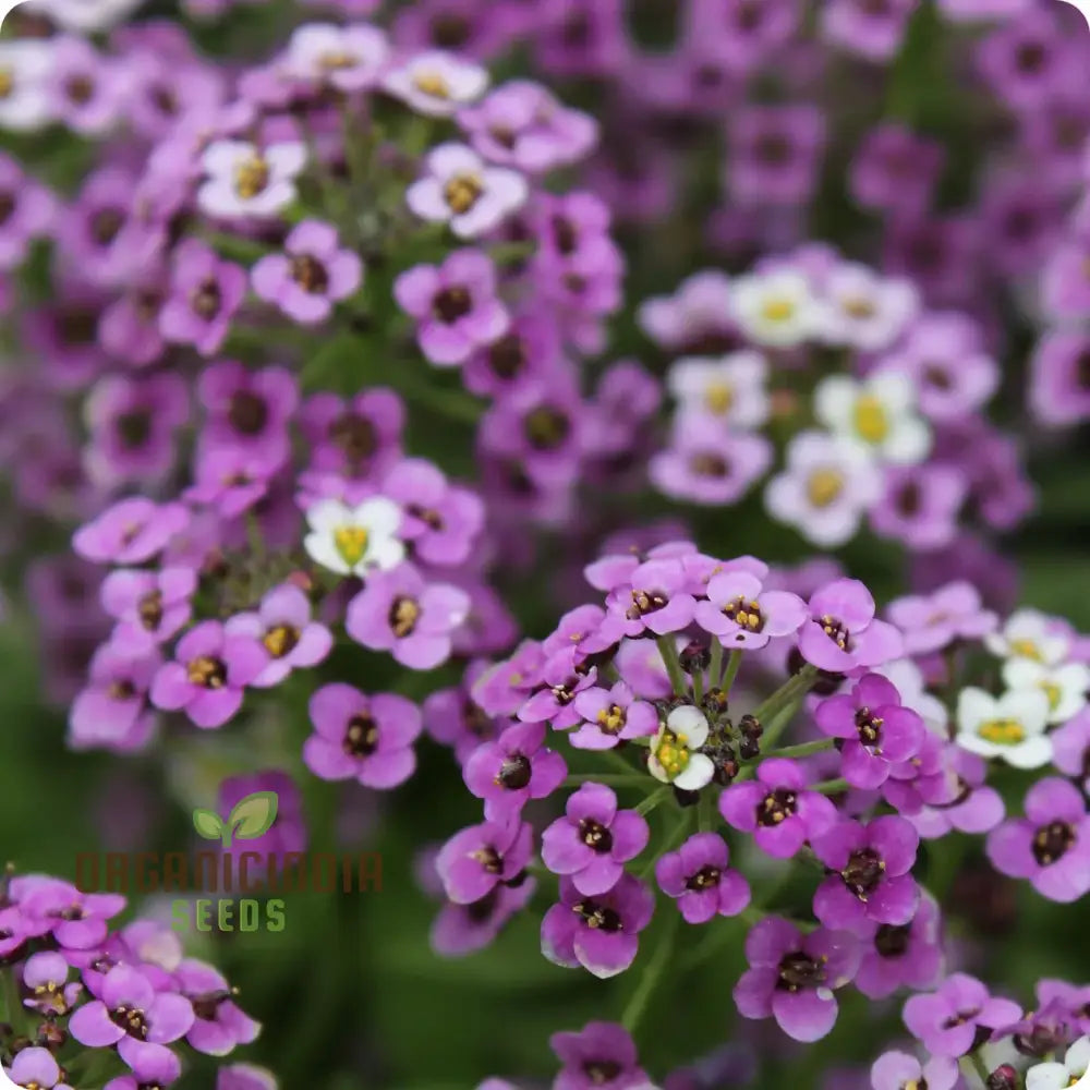 Alyssum Flower F1 Seeds For Gardening Enthusiasts Premium Quality Vibrant Gardens Perfect Home And