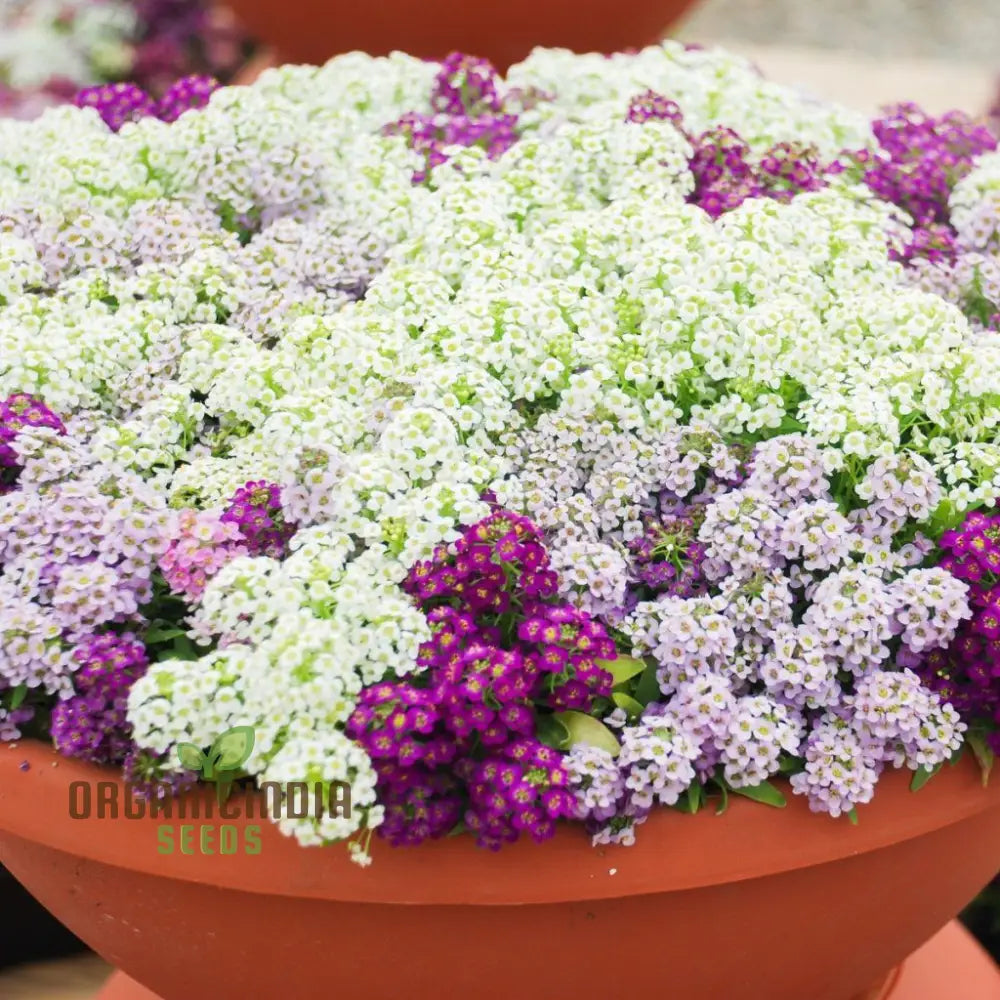 Alyssum Magic Circles Mixed Seeds For Planting And Gardening - Premium Quality