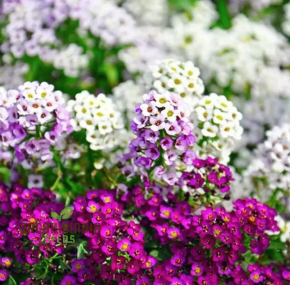 Alyssum Magic Circles Mixed Seeds For Planting And Gardening - Premium Quality