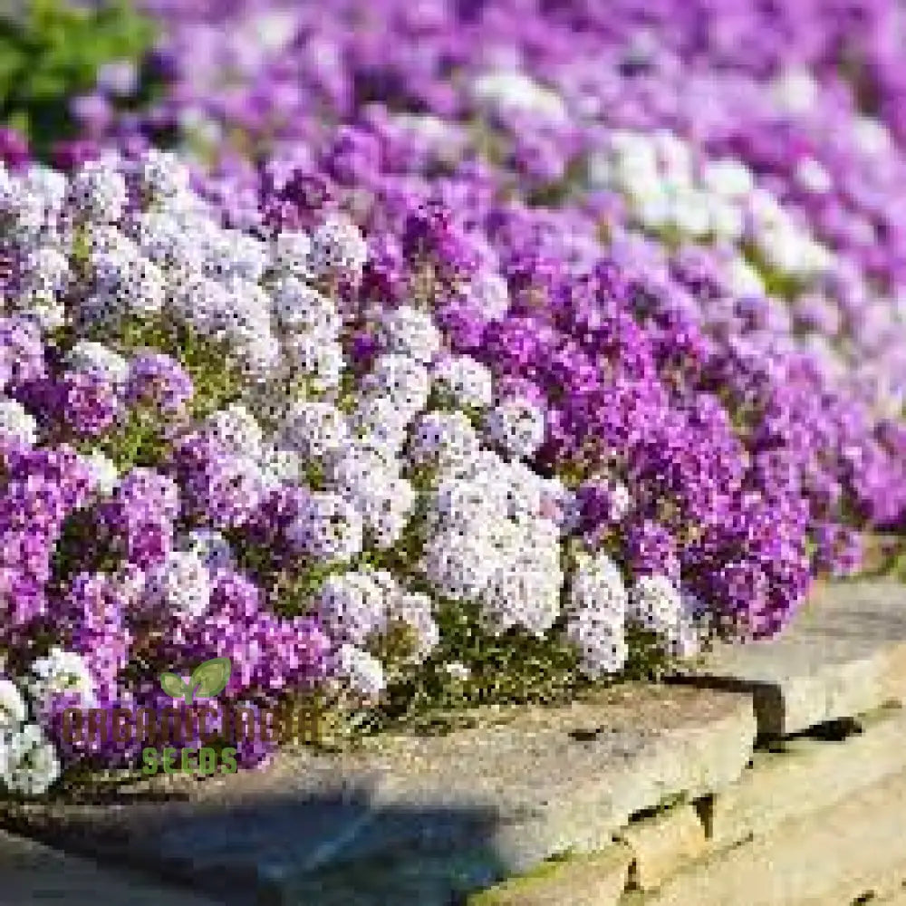 Alyssum Magic Circles Mixed Seeds For Planting And Gardening - Premium Quality