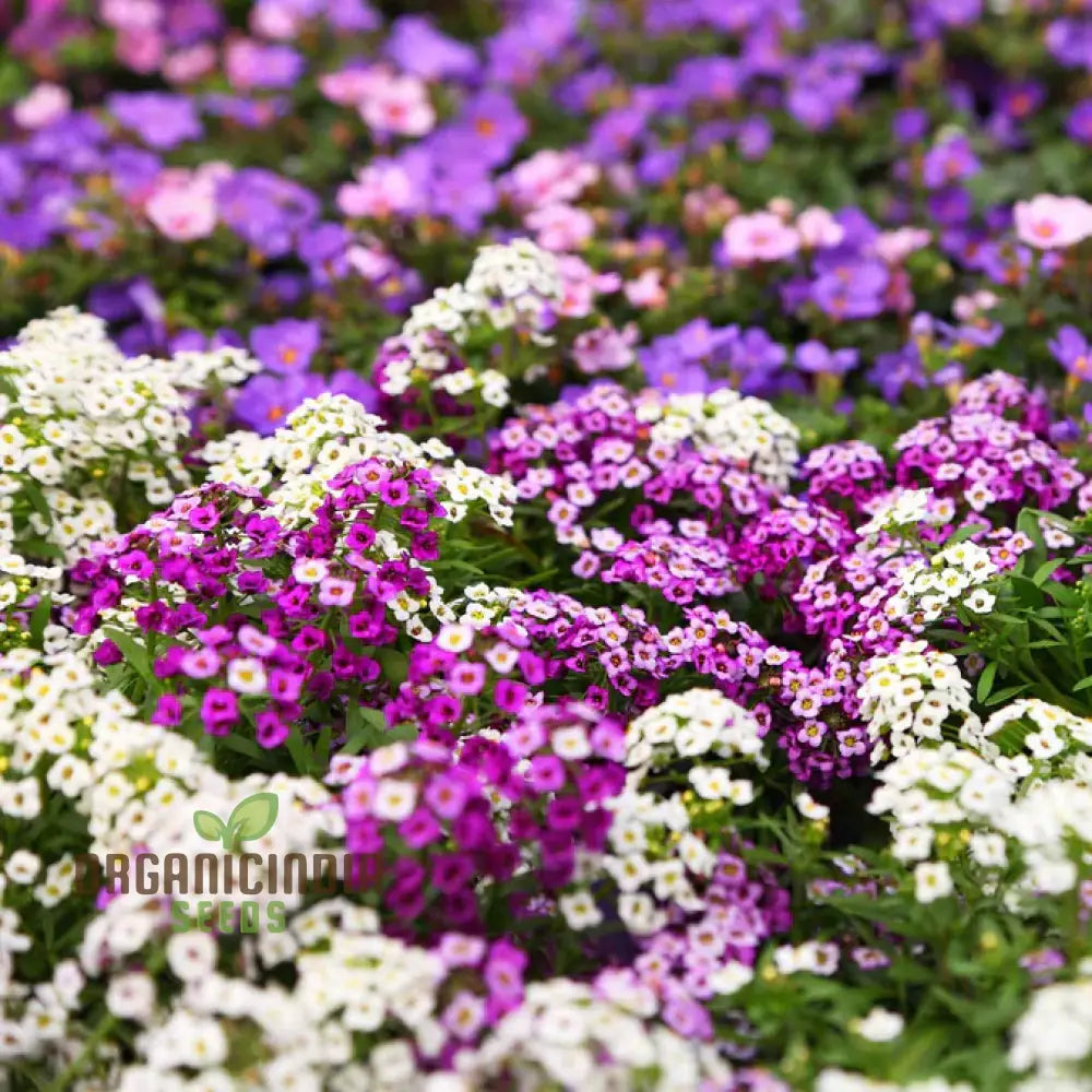 Alyssum Magic Circles Mixed Seeds For Planting And Gardening - Premium Quality