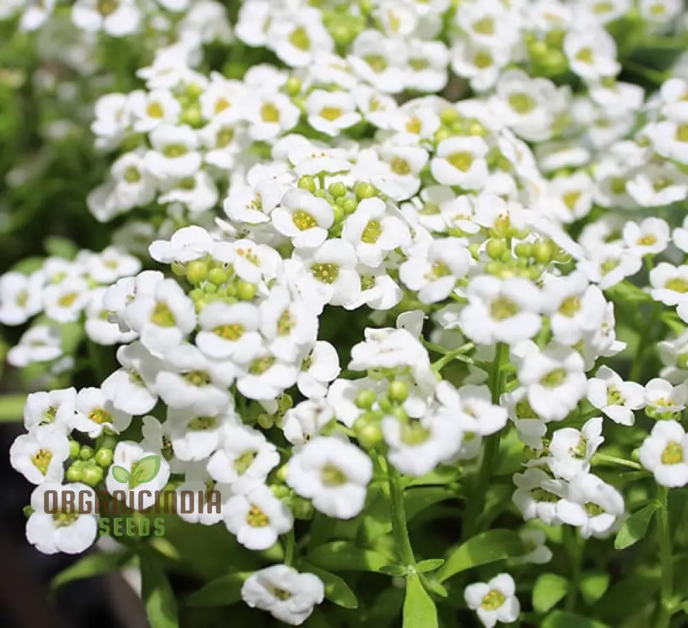 Alyssum Magic Circles Mixed Seeds For Planting And Gardening - Premium Quality